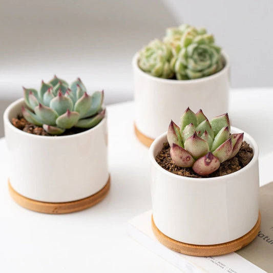 4PCS Ceramic Succulent Planters with Drainage Holes Bamboo Tray White Cactus Flower Pots Modern Home Indoor Garden Decoration - My Store